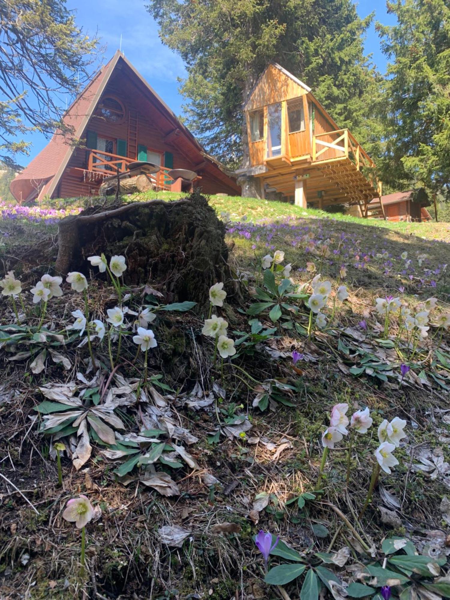 Вилла Tree House Alpinka Krvavec Церклье-на-Гореньскем Экстерьер фото